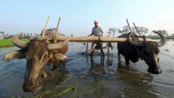 ကြိုးနီစံနစ်ကြောင့် မြန်မာ့လယ်သမားတွေ အခက်တွေ့ ကြိုးနီစံနစ်ကြောင့် မြန်မာ့လယ်သမားတွေ အခက်တွေ့