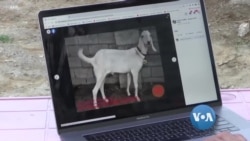 အစ်ပွဲတော်အမှီ တောင်အာရှမှာ အွန်လိုင်းက တိရိစ္ဆာန်အရောင်းအဝယ်ပိုများ အစ်ပွဲတော်အမှီ တောင်အာရှမှာ အွန်လိုင်းက တိရိစ္ဆာန်အရောင်းအဝယ်ပိုများ