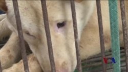 美议员提出决议案谴责玉林狗肉节 美议员提出决议案谴责玉林狗肉节