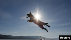 一只在俄罗斯西伯利亚雪地里嬉戏的拉布拉多巡回犬。(资料照)