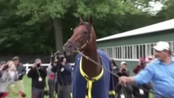 美国万花筒:37年首匹三冠王“美国法老”史上留名 美国万花筒:37年首匹三冠王“美国法老”史上留名