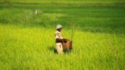 ပြည်ပဆန်တင်ပို့မှု မြန်မာ ကန့်သတ်မည်
  ပြည်ပဆန်တင်ပို့မှု မြန်မာ ကန့်သတ်မည်