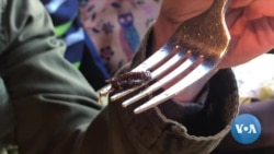 Bug Appetit! Bug Appetit!