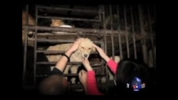 北京看点:广西狗肉节 “舌尖上的罪恶” 杀狗视频惨不忍睹 (视频有刺激镜头请慎入) 北京看点:广西狗肉节 “舌尖上的罪恶” 杀狗视频惨不忍睹 (视频有刺激镜头请慎入)