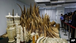 香港当局展示被没收并将要被销毁的象牙与象牙制品。(资料照片)