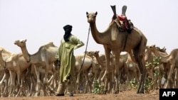 Туарег з верблюдами в Сахарі