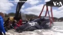 အချိန်မီကယ်တင်နိုင်ခဲ့လို့ ဝေလငါးကြီး အသက်ရှင် အချိန်မီကယ်တင်နိုင်ခဲ့လို့ ဝေလငါးကြီး အသက်ရှင်