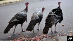 Wild turkeys walk along a street in a residential neighborhood in Brookline, Mass., Sept. 27, 2017.