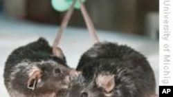 科技脉动:请赶走我的肥胖基因