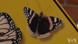 五年级学生帮助拯救君主蝶 五年级学生帮助拯救君主蝶