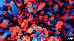 ဇူလိုင် ၂၈ ရက်နေ့က NIH (National Institute of Allergy and Infectious Diseases/NIAID) တွေ့ရှိချက်အရ COVID လူနာမှာ တွေ့ရတဲ့ အနီရောင် SARS-CoV-2 ပိုး ပုံ။