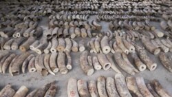 ဆင်စွယ်ထွက်ကုန် ရောင်းဝယ်ခွင့် ၂၀၂၁ မှာ စင်္ကာပူ လုံးဝပိတ်မည် ဆင်စွယ်ထွက်ကုန် ရောင်းဝယ်ခွင့် ၂၀၂၁ မှာ စင်္ကာပူ လုံးဝပိတ်မည်