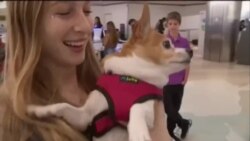 感恩节5100万美国人出门旅行 感恩节5100万美国人出门旅行