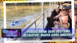 Vlogger on The Road: Pengalaman Seru Bertemu Alligator, Buaya Khas Amerika! Vlogger on The Road: Pengalaman Seru Bertemu Alligator, Buaya Khas Amerika!