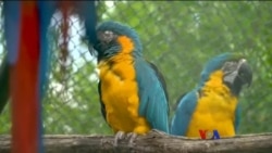 ကြက်တူရွေးဂေဟာ ဘုန်းကြီးကျောင်း ကြက်တူရွေးဂေဟာ ဘုန်းကြီးကျောင်း