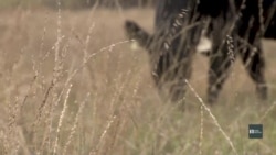 Кліматичні зміни: у Техасі пропагують природні очищувачі повітря. Відео