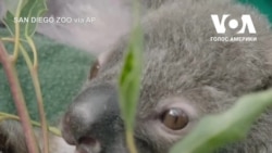 Історія коали-сироти Омео з зоопарку Сан-Дієго. Відео