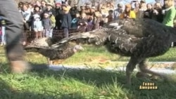 Індик як гість, а не їжа на Дні Подяки Індик як гість, а не їжа на Дні Подяки