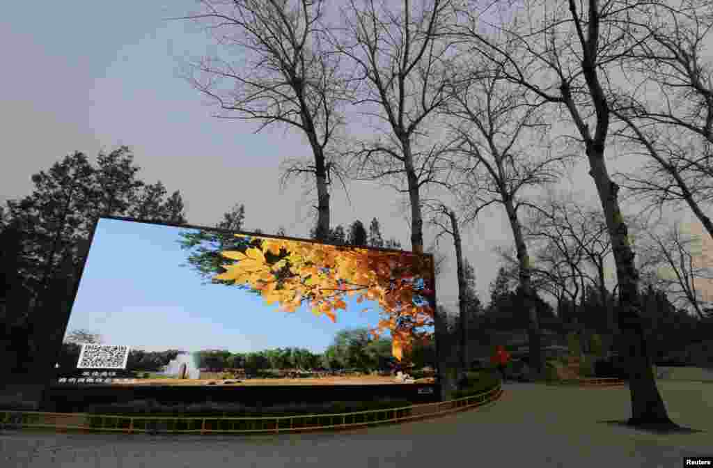 北京某处,荧屏上的蓝天秋色和周围雾霾中的冬日灰色形成对比。(2016年12月17日)