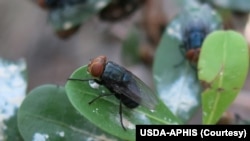 资料照片:新大陆螺旋蝇。(照片来自美国农业部动植物卫生检验局)
