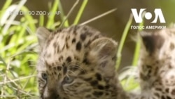 Маленькі амурські леопарди в зоопарку Сан-Дієго. Відео Маленькі амурські леопарди в зоопарку Сан-Дієго. Відео