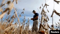 美国伊利诺伊州一个大豆农场(资料照)