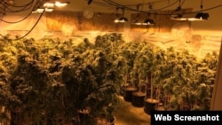 在房屋内非法种植的大麻(格雷斯港警局脸书图片)