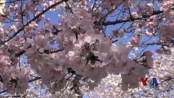 百万游客聚华府,沐浴春风赏樱花 百万游客聚华府,沐浴春风赏樱花