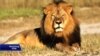 Trophy Hunter's Lion Kill Draws Uproar, Donations