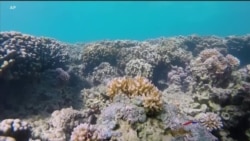 သန္တာကျောက်တန်း ကာကွယ်ရေးနဲ့ ရာသီဥတုပြောင်းလဲမှု သန္တာကျောက်တန်း ကာကွယ်ရေးနဲ့ ရာသီဥတုပြောင်းလဲမှု