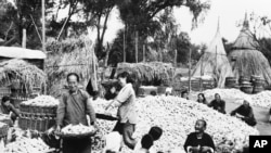 历史照片:北京郊区四季青人民公社的男女社员收玉米。(1959年1月20日)