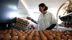 ကြက်ဥနဲ့ ကျန်းမာရေး ကြက်ဥနဲ့ ကျန်းမာရေး