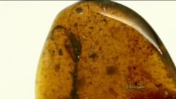 မြန်မာ့ပယင်းနဲ့ ငှက်ရုပ်ကြွင်း မြန်မာ့ပယင်းနဲ့ ငှက်ရုပ်ကြွင်း