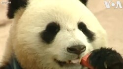 Chủ tịch Tập tặng gấu trúc cho 'bạn thân' Putin Chủ tịch Tập tặng gấu trúc cho 'bạn thân' Putin