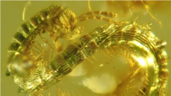 နှစ်သန်း ၁၀၀ က ကင်းခြေများရုပ်ကြွင်း မြန်မာ့ပယင်းမှာတွေ့ရှိ နှစ်သန်း ၁၀၀ က ကင်းခြေများရုပ်ကြွင်း မြန်မာ့ပယင်းမှာတွေ့ရှိ