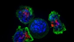 သားအိမ်ခေါင်းကင်ဆာ ကာကွယ်ဆေး သားအိမ်ခေါင်းကင်ဆာ ကာကွယ်ဆေး