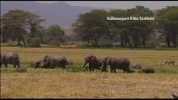 坦桑人驱赶大象办法多,鞭炮辣椒安全套 坦桑人驱赶大象办法多,鞭炮辣椒安全套