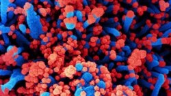 သာမန်မျက်နှာပြင်မှာ COVID 19 ပိုး၂၈ ရက်ကြာအသက်ရှင် သာမန်မျက်နှာပြင်မှာ COVID 19 ပိုး၂၈ ရက်ကြာအသက်ရှင်