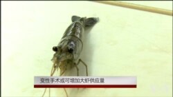 变性手术或可增加大虾供应量 变性手术或可增加大虾供应量