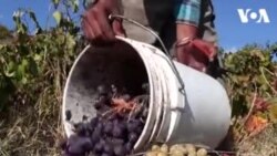 Cyrus နိုင်ငံက နတ်သုဒ္ဓါ ဝိုင် Cyrus နိုင်ငံက နတ်သုဒ္ဓါ ဝိုင်