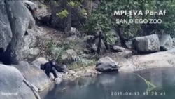 还真成精了?研究发现动物们工具也玩得溜 还真成精了?研究发现动物们工具也玩得溜