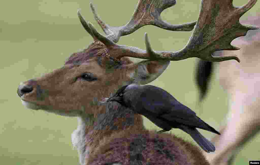 2017年4月16日，一只鸟在英国伦敦布什公园的鹿背上叼鹿毛。