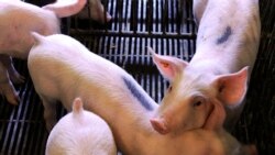 ဝက်တုပ်ကွေးကြောင့် ဂျာမနီက ဝက်သားတင်သွင်းမှု တရုတ်ရပ်ဆိုင်း ဝက်တုပ်ကွေးကြောင့် ဂျာမနီက ဝက်သားတင်သွင်းမှု တရုတ်ရပ်ဆိုင်း