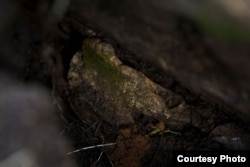 “失去棺盖的墓穴中,烈士的遗骨上已经长出了青苔”(照片来自昆明论坛金碧坊)