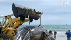 ပြင်သစ်ကမ်းခြေက သောင်တင်ဝေလငါးကြီး ပြင်သစ်ကမ်းခြေက သောင်တင်ဝေလငါးကြီး