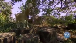 Чому в одному із парків Нью-Йорка запанували кози? Відео Чому в одному із парків Нью-Йорка запанували кози? Відео