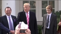 美国总统川普赦免火鸡 美国总统川普赦免火鸡