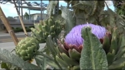 Серед жителів великих міст США популярності набуває міське городництво. Відео Серед жителів великих міст США популярності набуває міське городництво. Відео