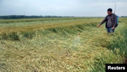 资料照片:中国山东省枣庄一位农民在给麦田洒农药。(2013年5月27日)