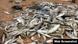 Cá chết trắng ven biển miền Trung (ảnh chụp từ trang vietnamnet). Quảng Trị vừa phát hiện 30 tấn sản phẩm đông lạnh có chứa chất cực độc hôm 10/6/2016, trong đó có số cá được thu mua ngay sau thảm họa cá chết.